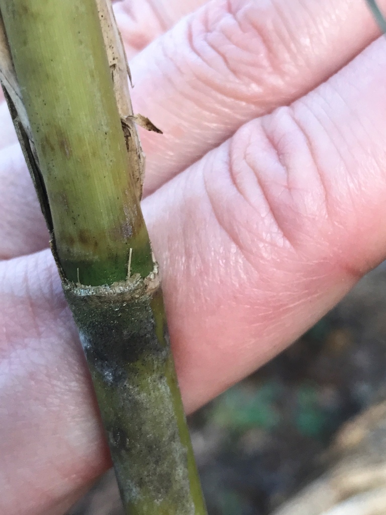 Stem node