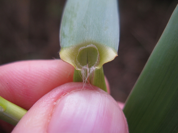 Arundo donax