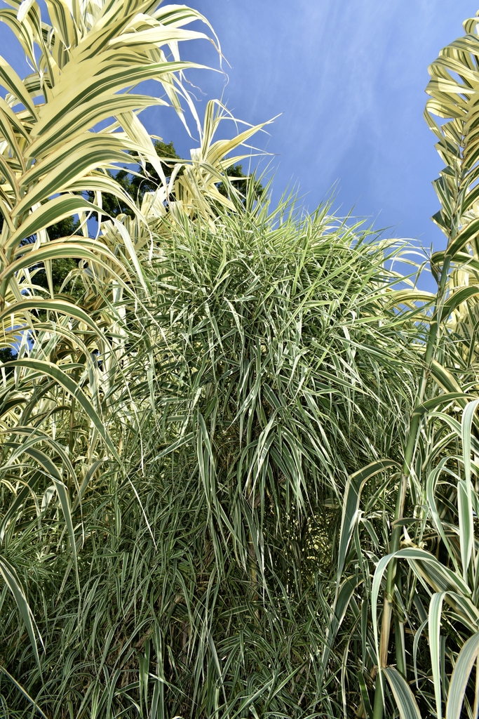 Tall Striped Green and White Reed Grass
