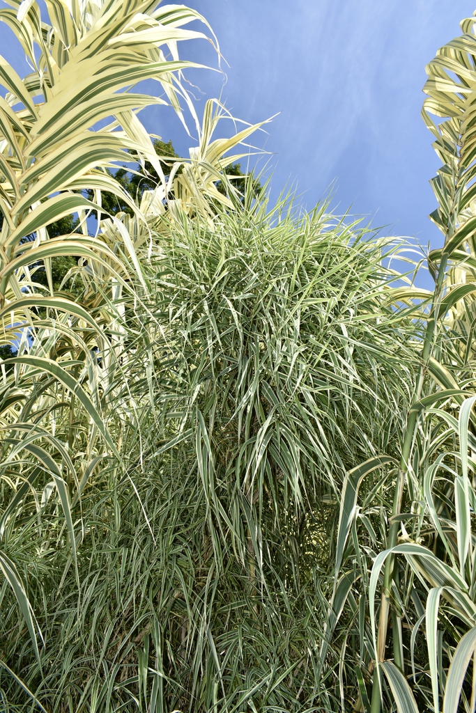 'Peppermint Stick' - Form - Wake Co., NC