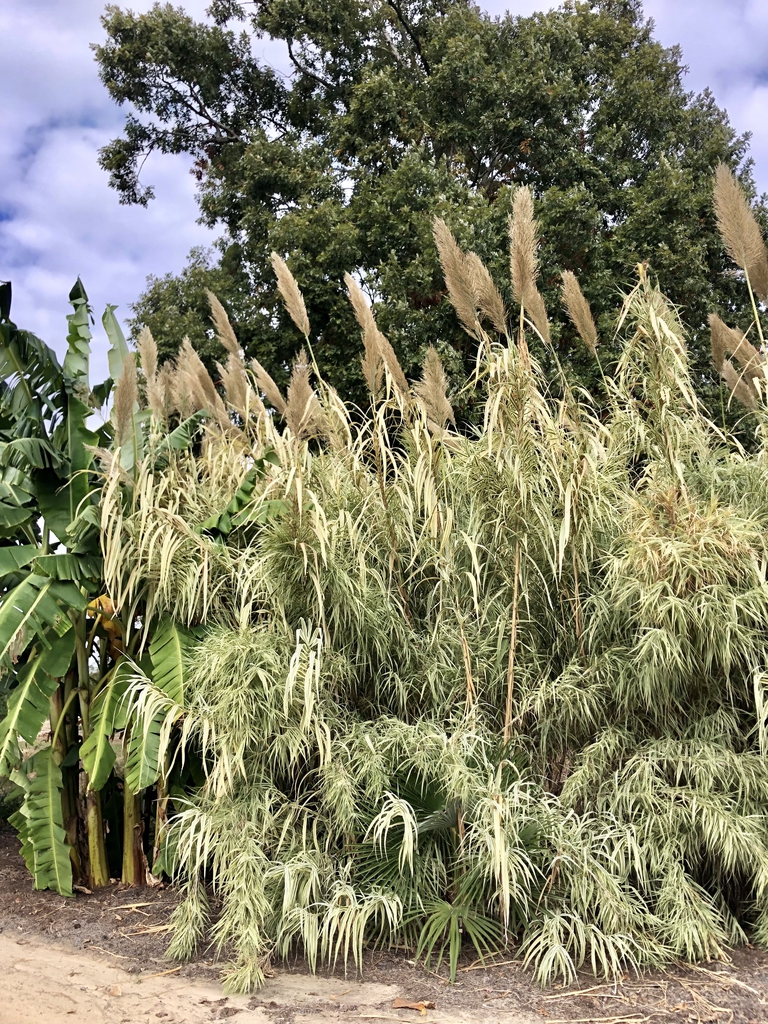 'Peppermint Stick' - Form - Nov. 3 - Wake Co., NC