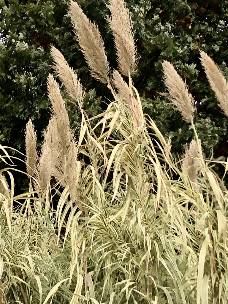 'Peppermint Stick' - Reeds - Nov. 3 - Wake Co., NC