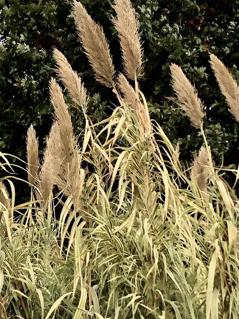 Showing signs of dormancy with stems and foliage turning brown