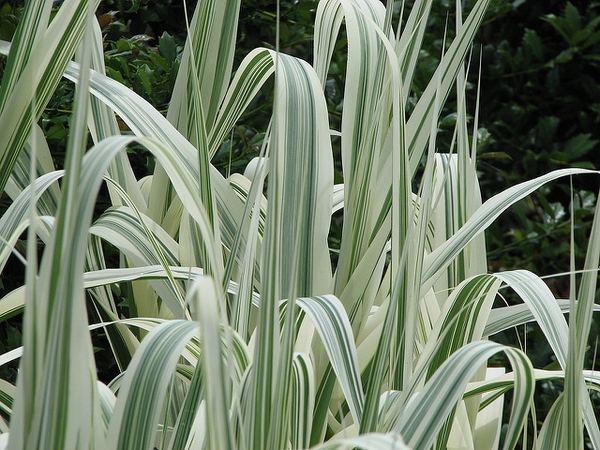 Arundo domax 'Variegata'
