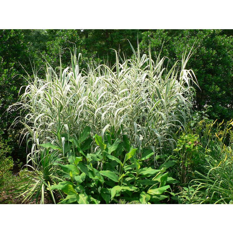 Form