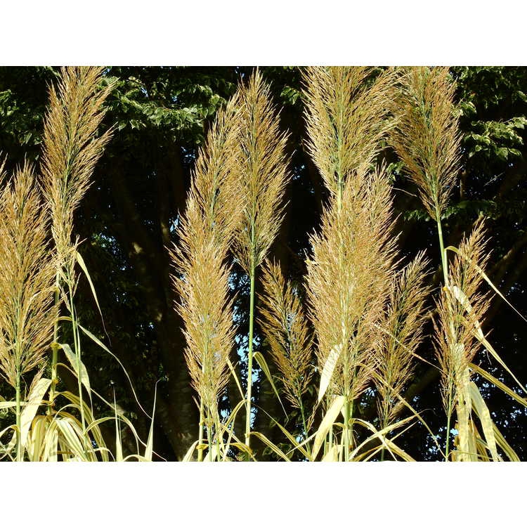Plumes