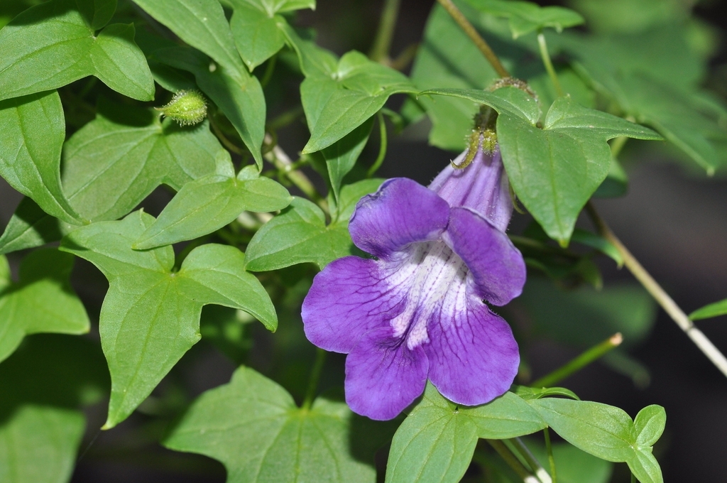 Asarina antirrhiniflora