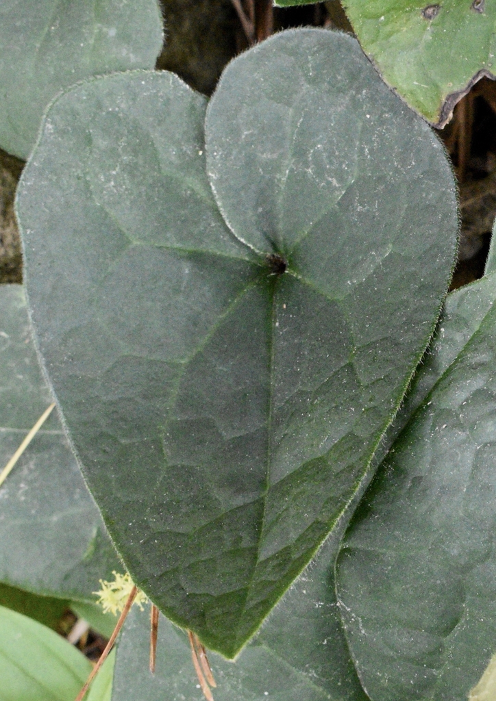 A single, dark green, non-glossy, heart-shaped leaf.
