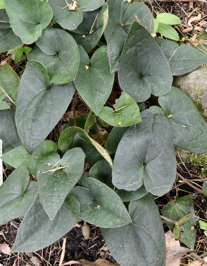 The dark green, cordate leaves lack a glossy sheen or mottling