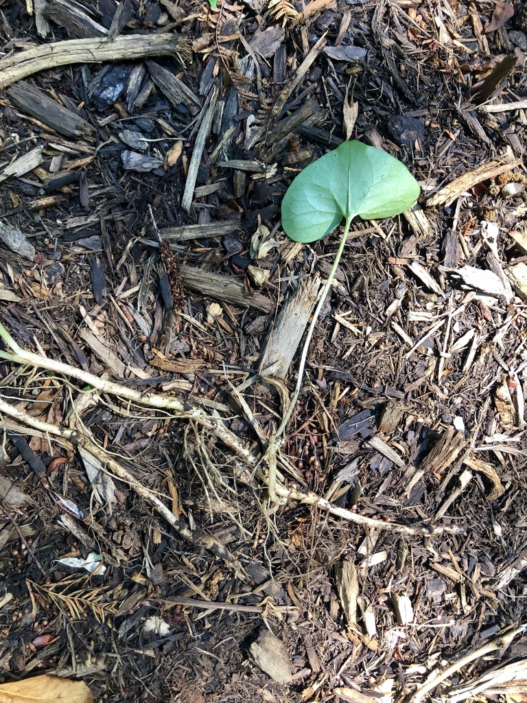Excavated slender rhizome with roots & single green leaf.