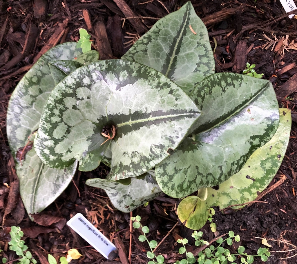 Thick, heart-shaped leaves; green overlaid with silver spots