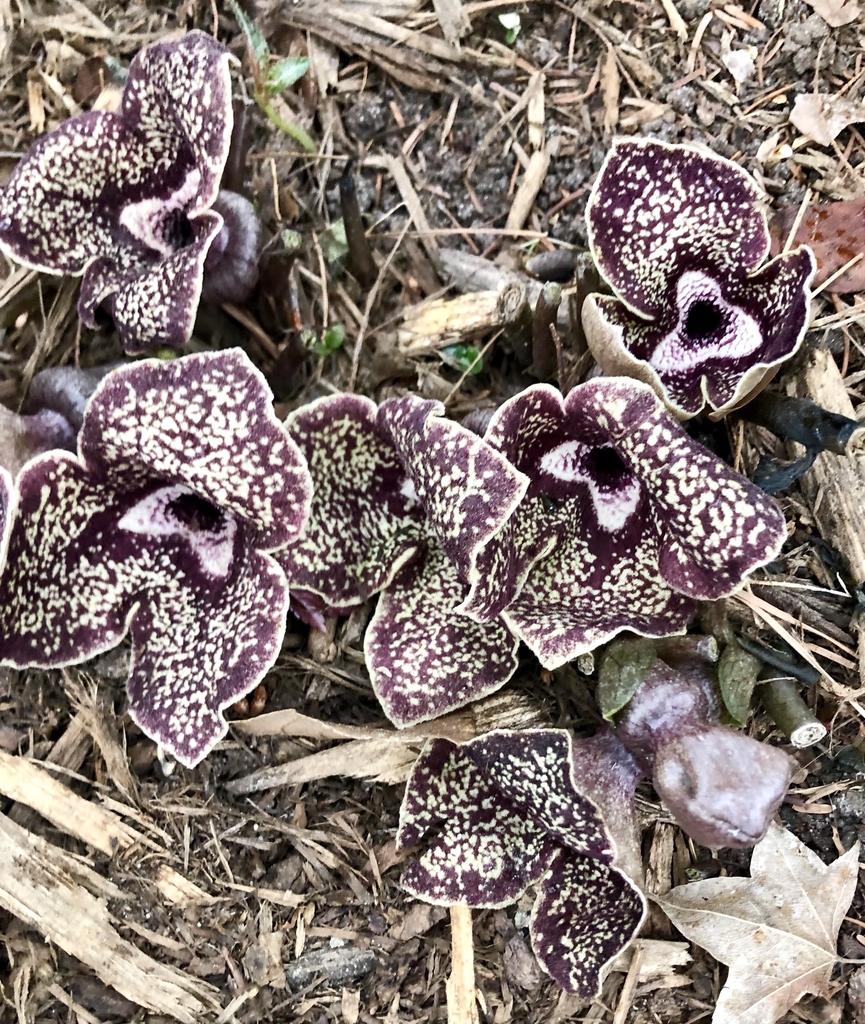 Dark purple flowers flecked with yellow dots white eye zone