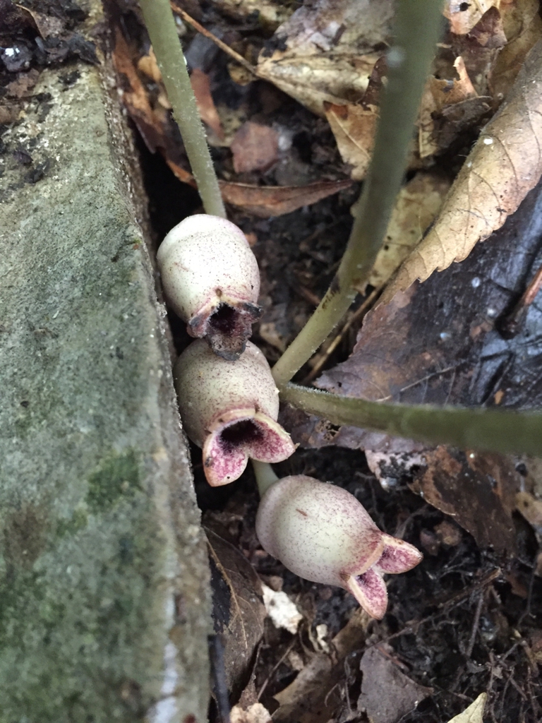 Light brown jug shaped Flowers