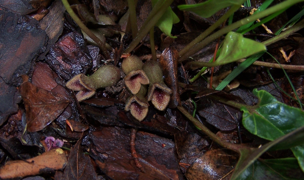Flowers in April in Durham County, North Carolina