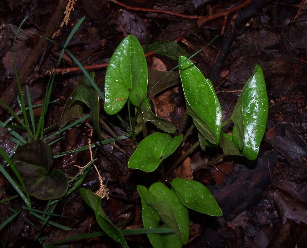 New Leaves in April in Durham County, North Carolina
