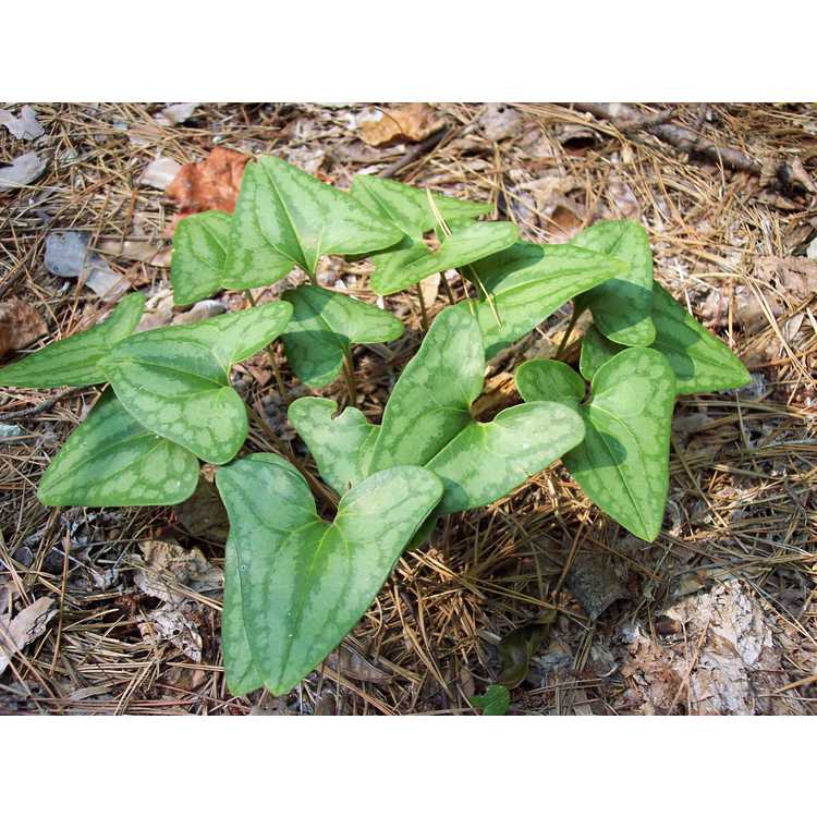 A bunch of arrow-shaped green leaves with white spots