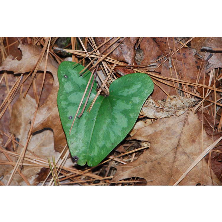 Cordate leaf closeup - Green with white spots