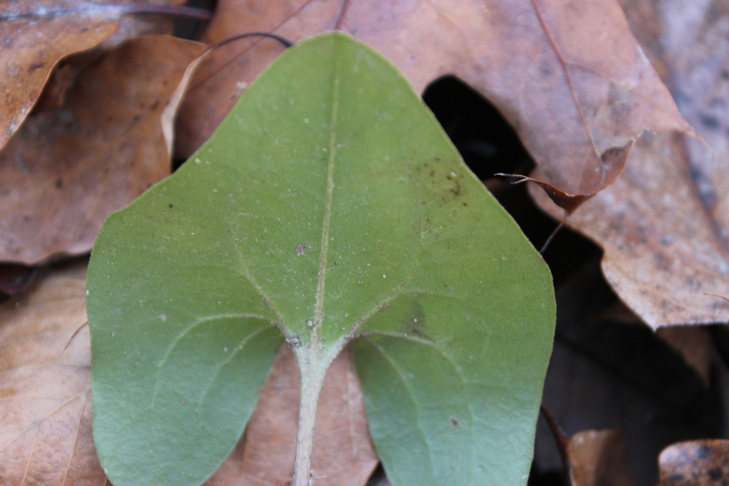 Underside of leaf