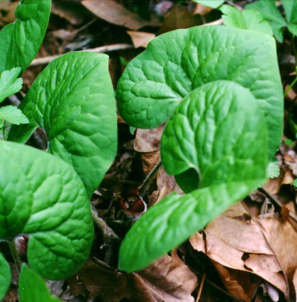 Heavily veined, green, heart-shaped leaves