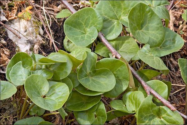 Green heart-shaped leaves