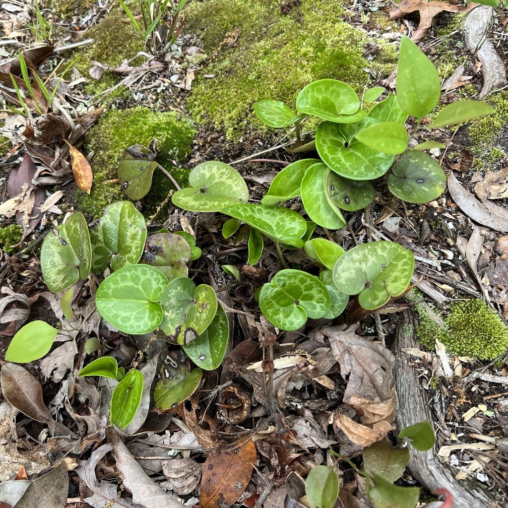 Small colony of plants with variegated leaves.