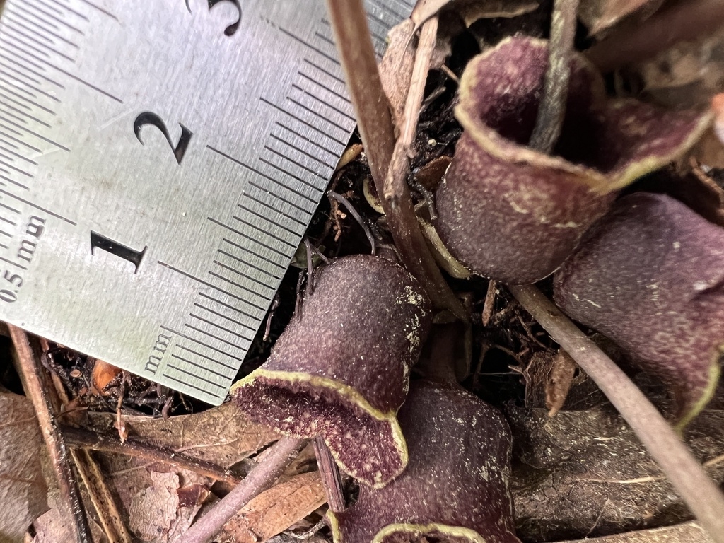 Ruler held next to more-or-less cylindrical flower tube.