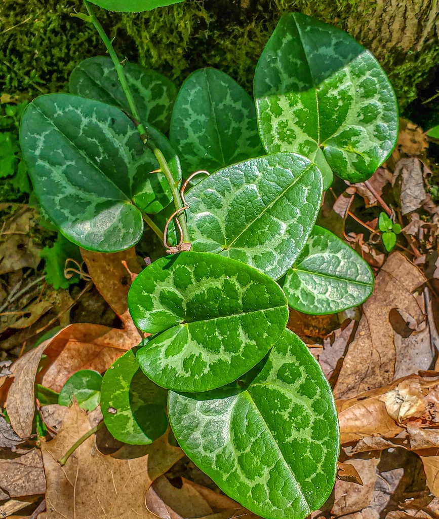 Small colony of plants with variegated leaves.