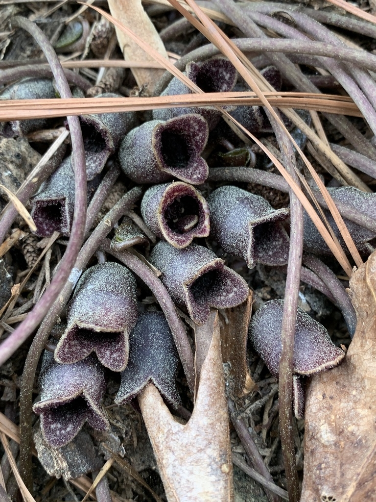 Clusters of cylindrical brown flowers at ground level.