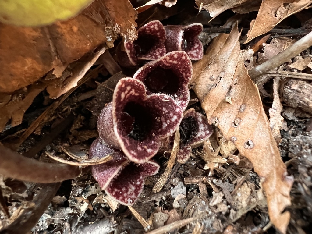 Funnel- or bell-shaped, dark purple flowers with white freckles.