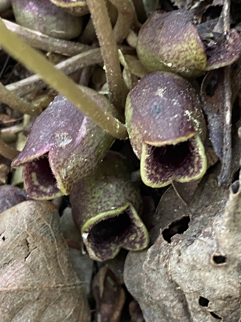 Clusters of cylindrical brown flowers at ground level.