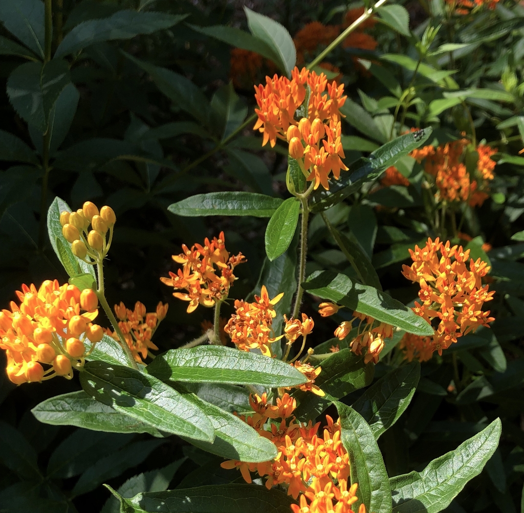 Clusters of orange flowers.