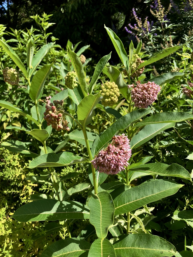 pink fragrant flower clusters