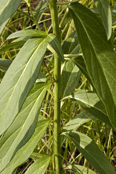 Stems and leaves