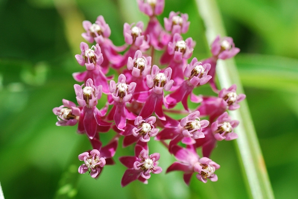 Close up of flower