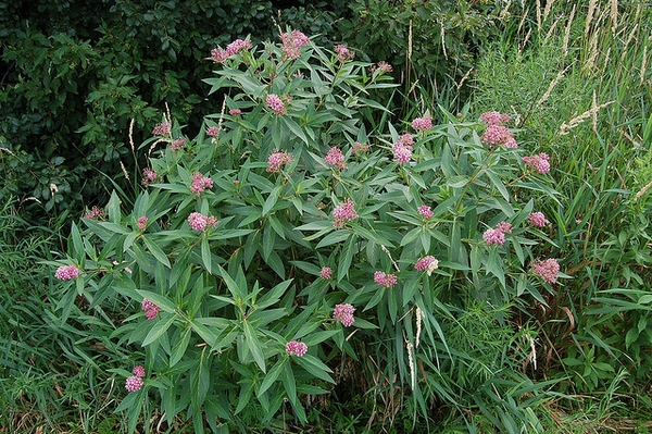 Form