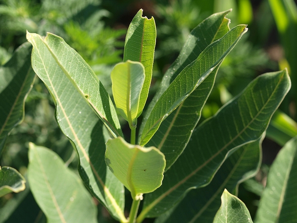 Leaves
