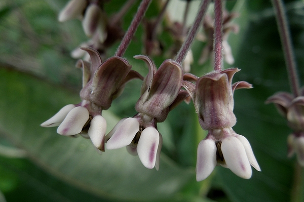 Side of flower