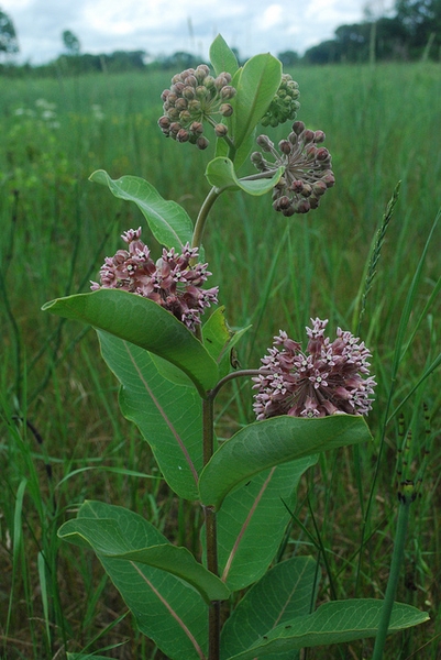 Asclepias syriaca