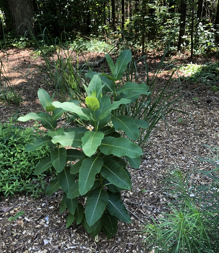 Form - June - Wake Co., NC