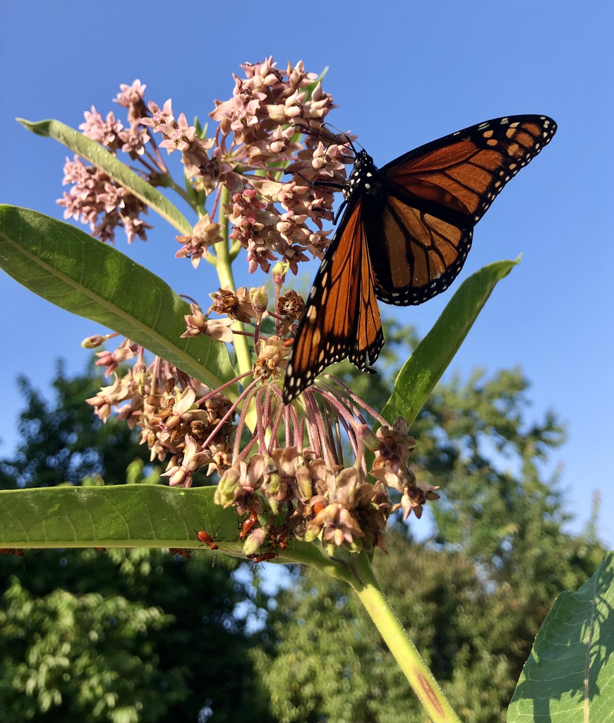 Monarch, leaves, flowers & Stem - Aug 8, Wake Co., NC
