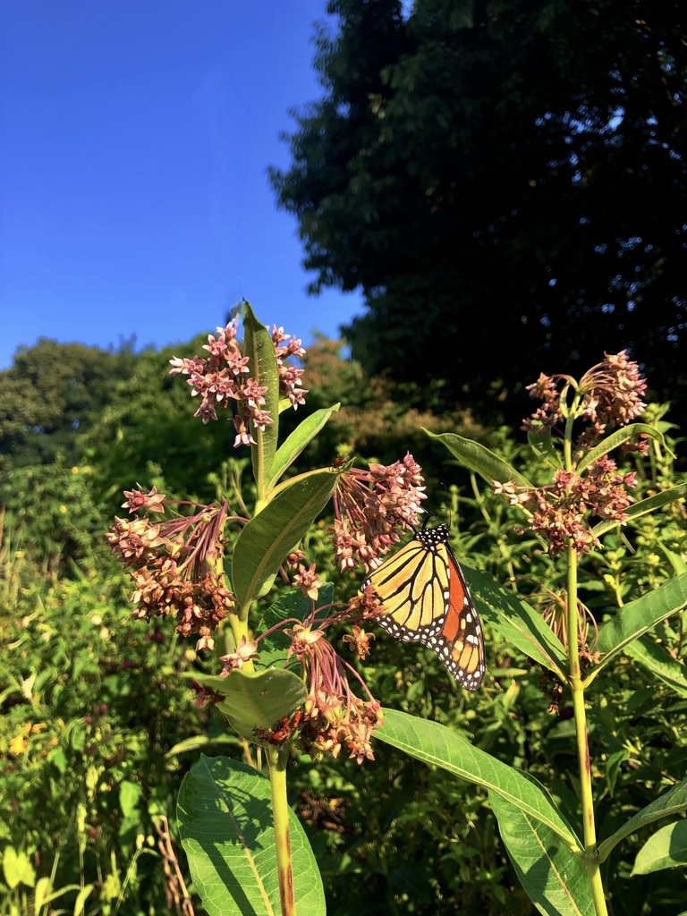 Monarch, leaves, flowers & Stem - Aug 8, Wake Co., NC