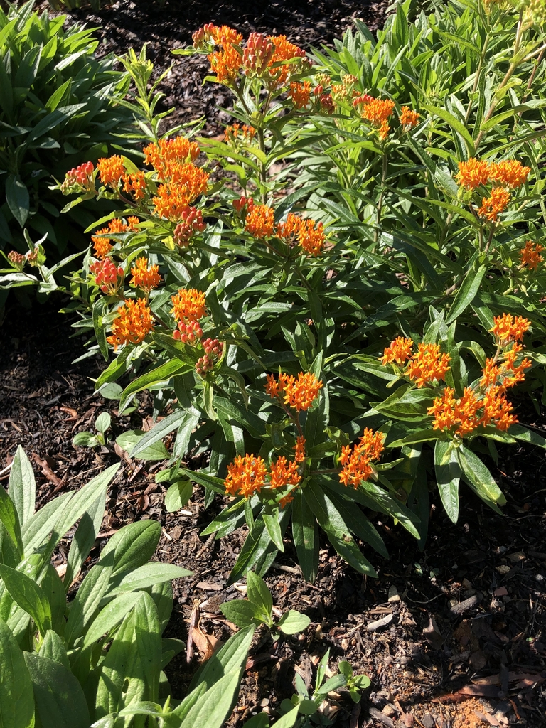 Clusters of orange flowers.