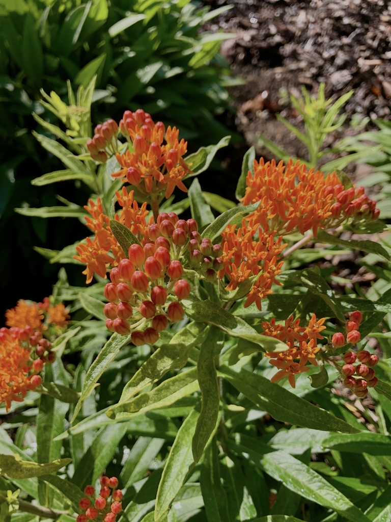 Clusters of orange flowers.