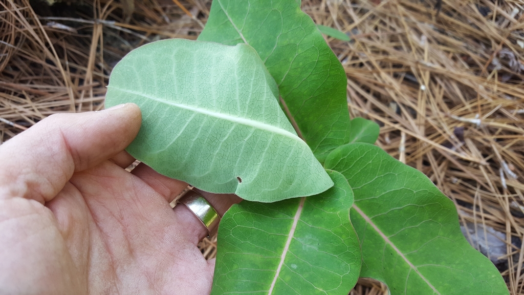 Underside of leaf