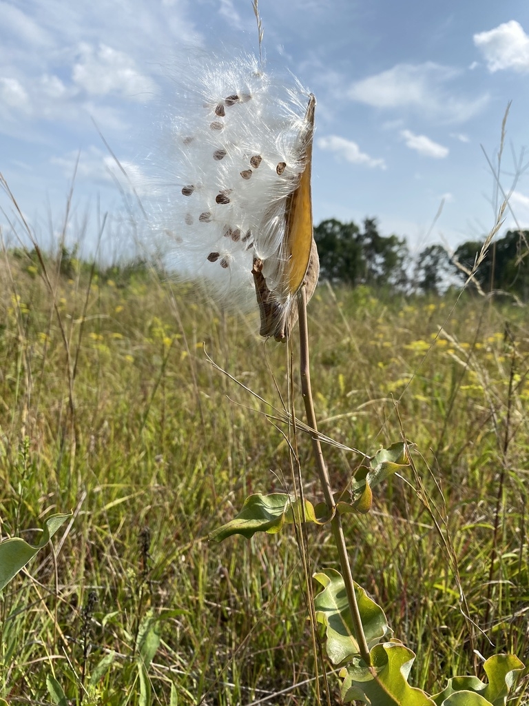 Split seed pod with tufted seeds exposed