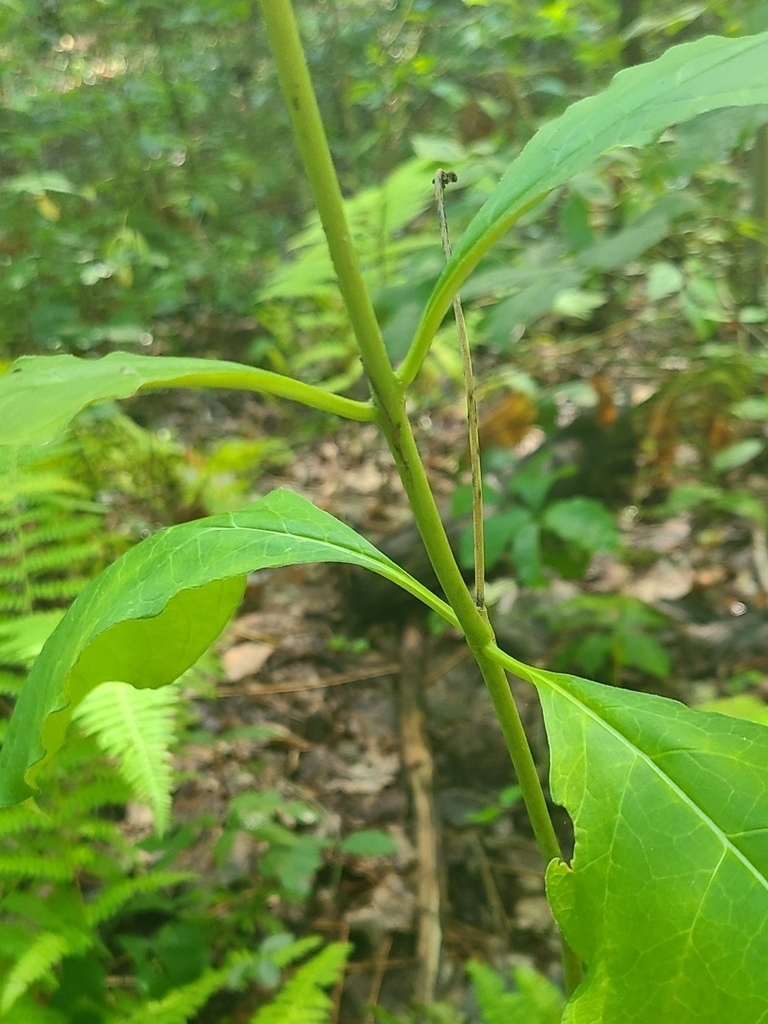 Stem and leaf attachment