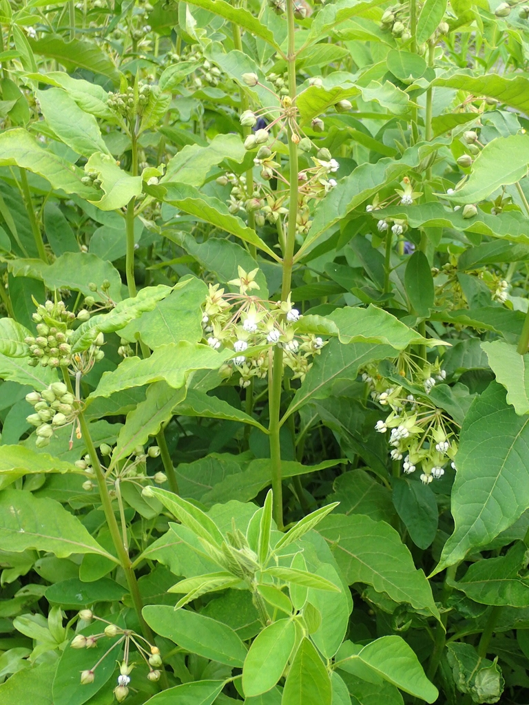 Form in bloom