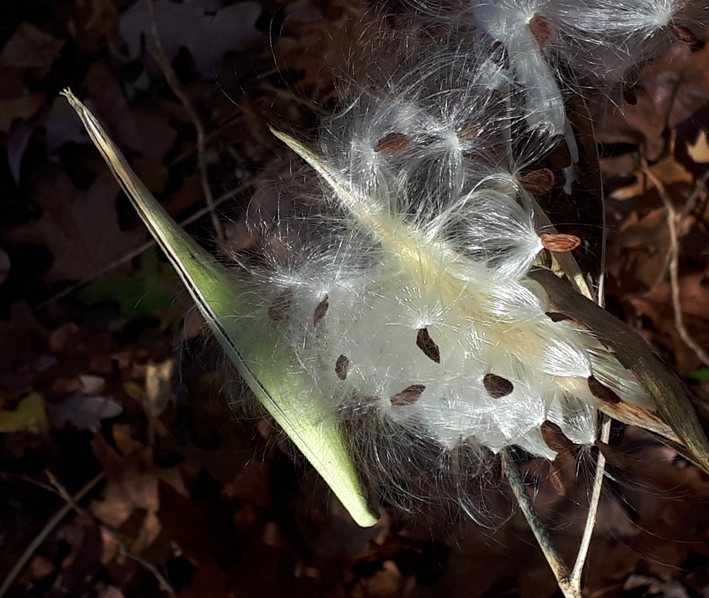Seed pods opening
