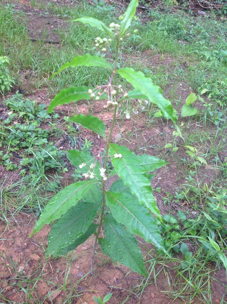 Form
