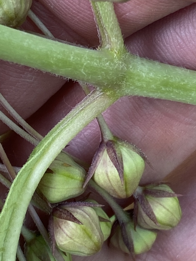 Hairy stem